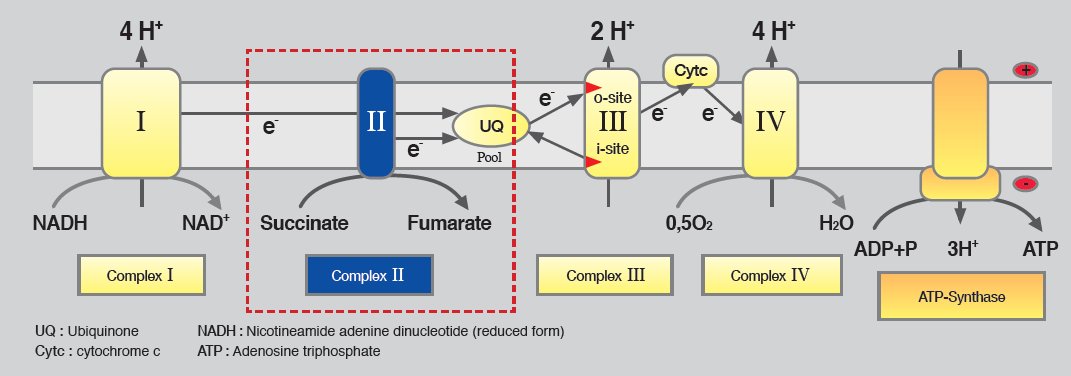 Velum_i_2